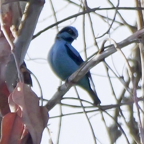 Turquoise Dacnis - ML624004314