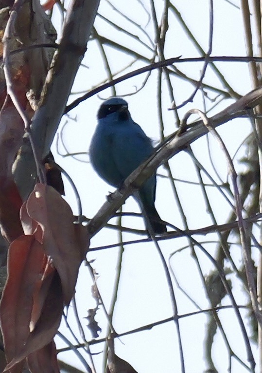 Turquoise Dacnis - Valerie Gebert