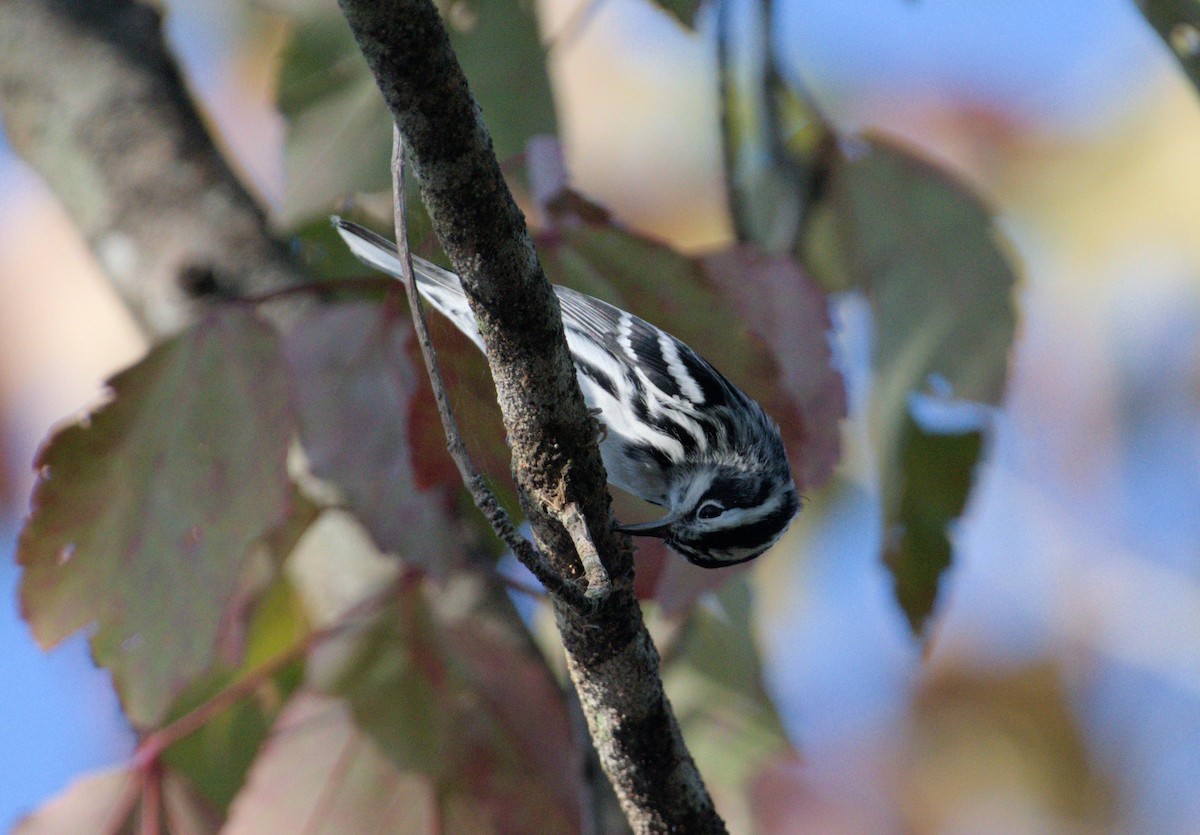 Black-and-white Warbler - ML624004317