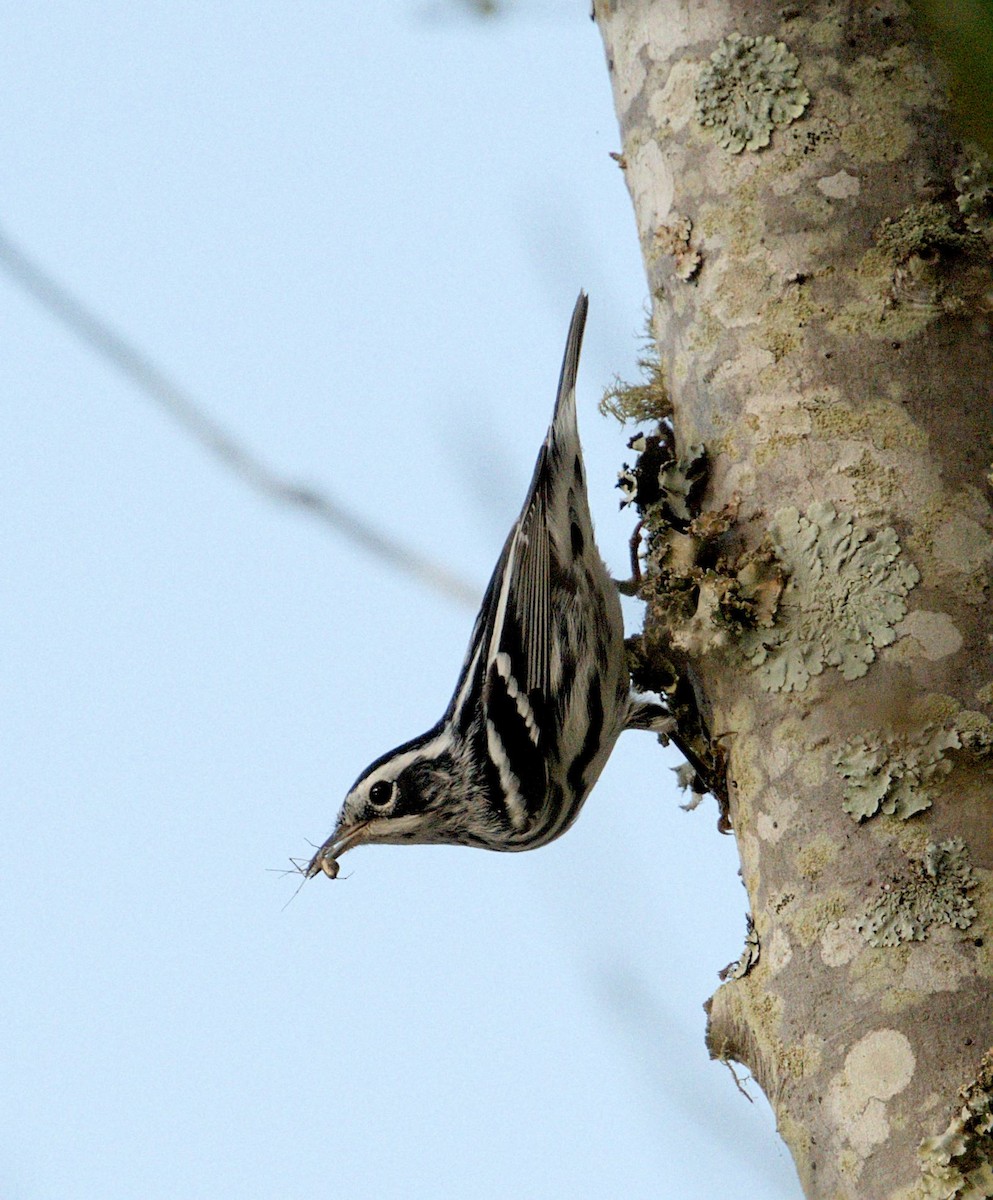 Black-and-white Warbler - ML624004319