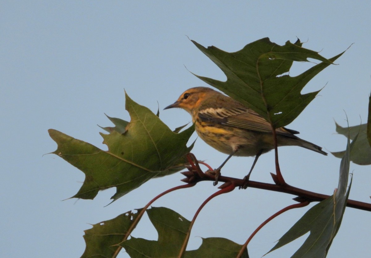 Cape May Warbler - Aimee Benitez