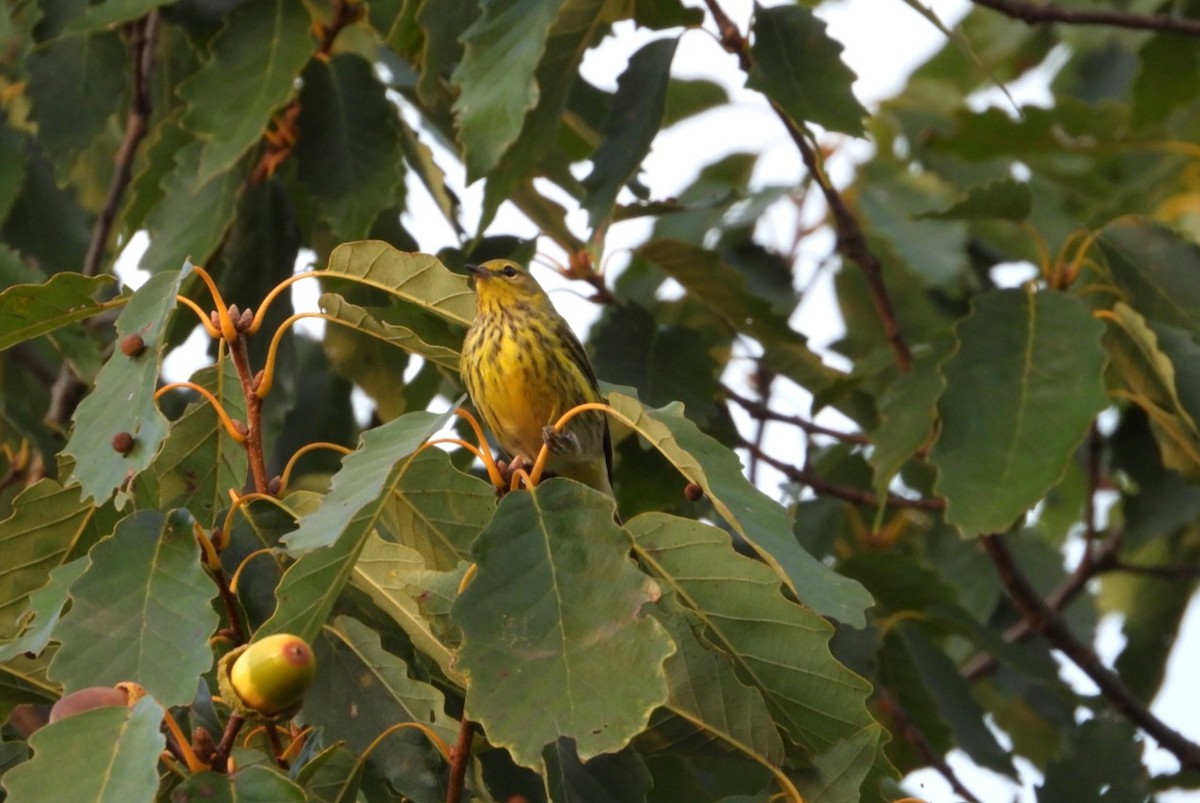 Cape May Warbler - Aimee Benitez