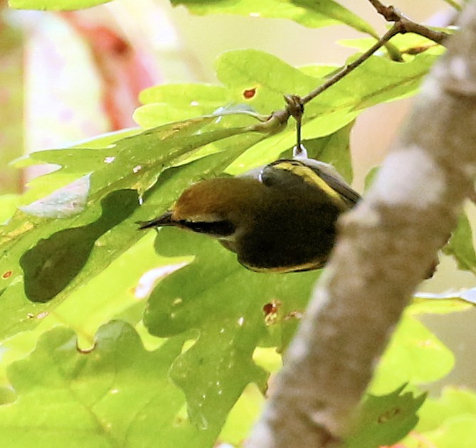 Golden-winged Warbler - ML624004327