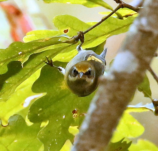 Golden-winged Warbler - ML624004335