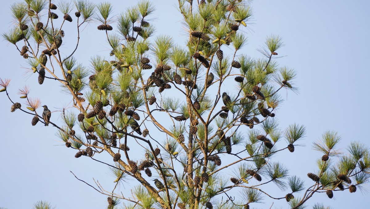 European Starling - ML624004337