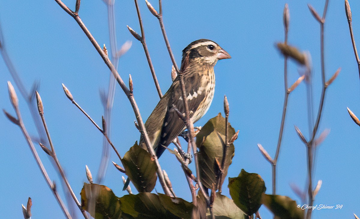 Rose-breasted Grosbeak - ML624004359