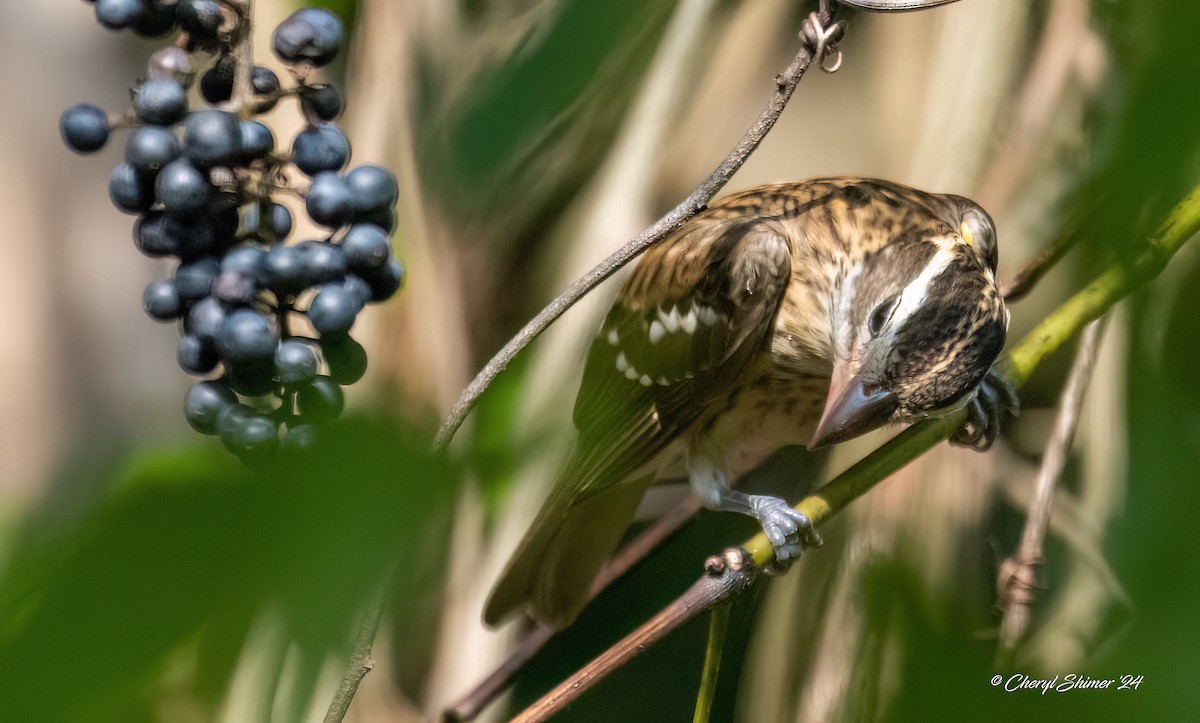 Rose-breasted Grosbeak - ML624004360