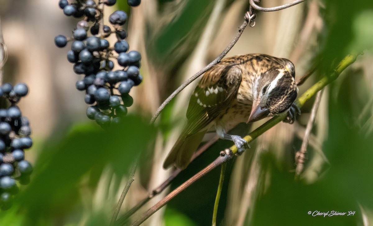 Rose-breasted Grosbeak - Cheryl Shimer