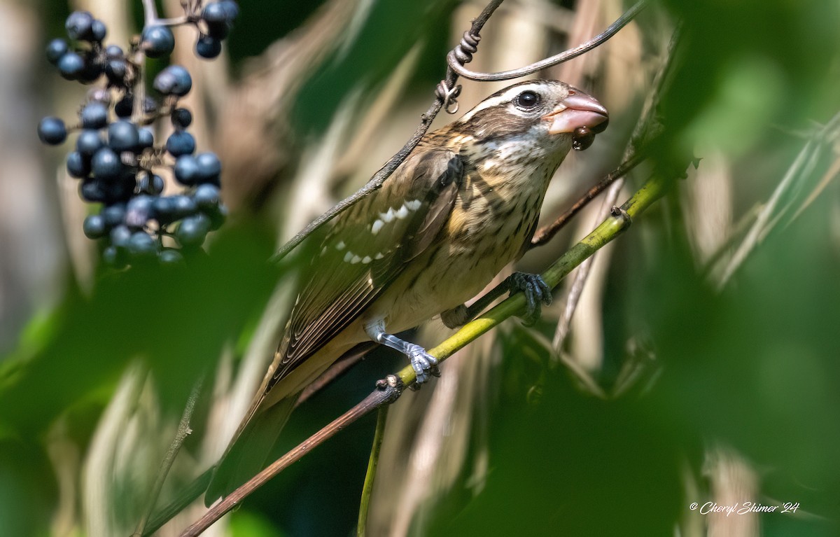 Rose-breasted Grosbeak - ML624004363