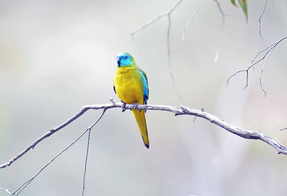 Turquoise Parrot - ML624004380