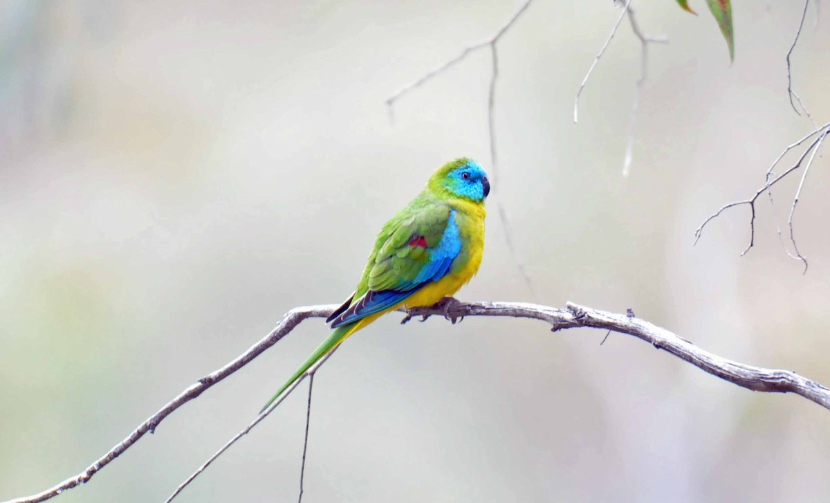 Turquoise Parrot - ML624004383