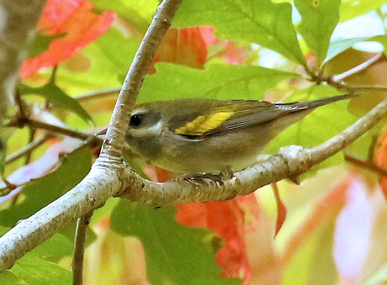 Golden-winged Warbler - ML624004398