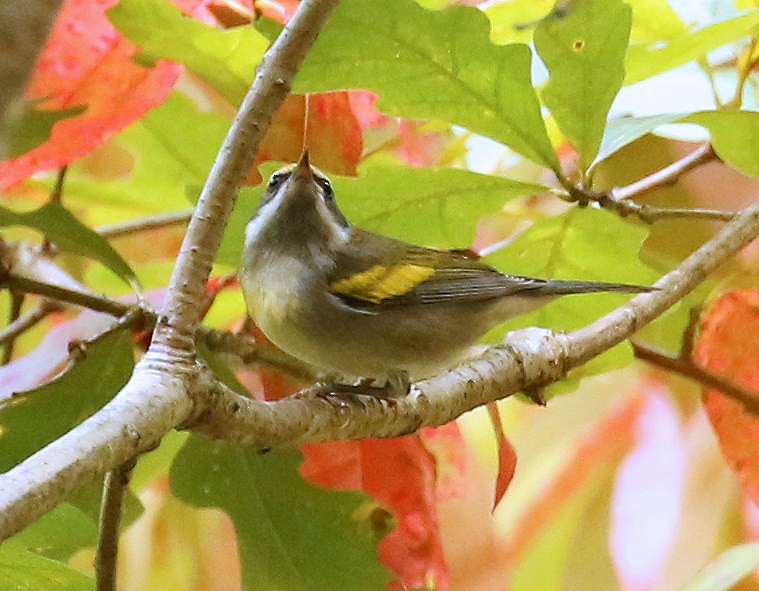 Golden-winged Warbler - ML624004406