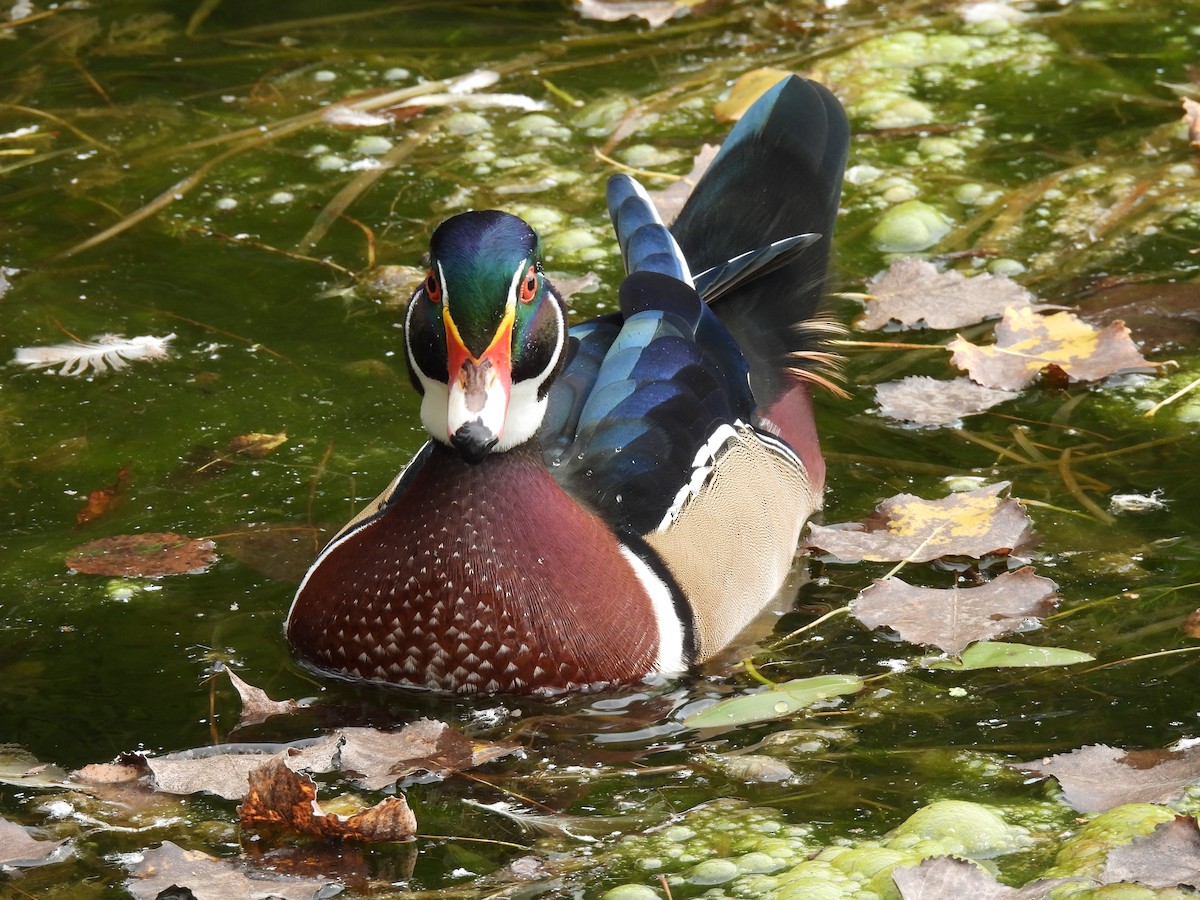 Wood Duck - ML624004413