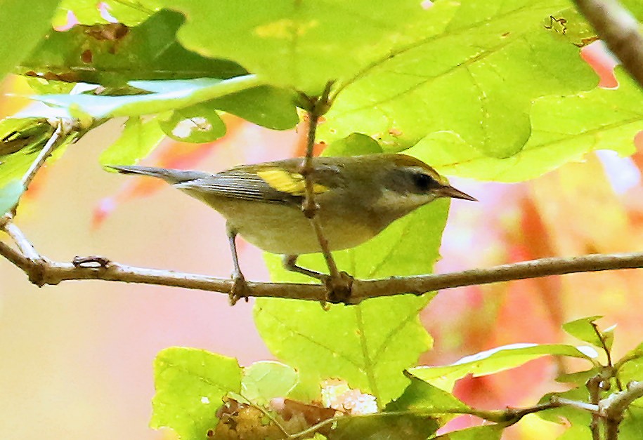 Golden-winged Warbler - ML624004418