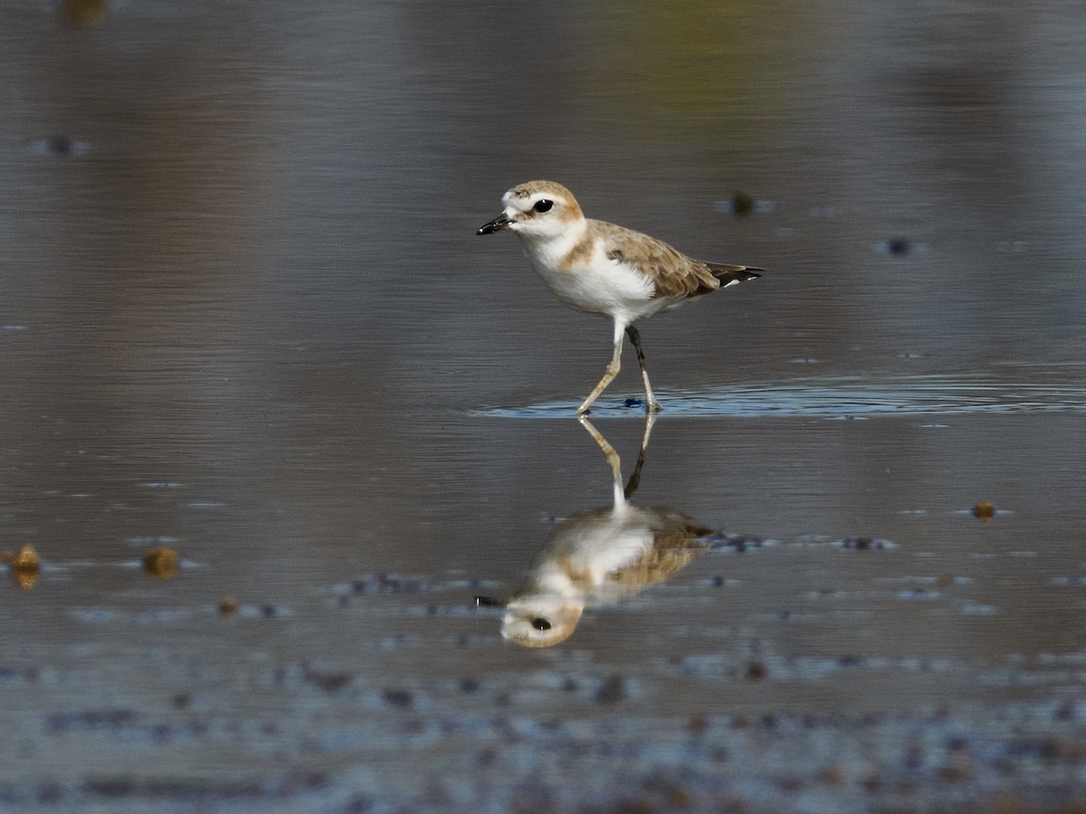 Javan Plover - ML624004422