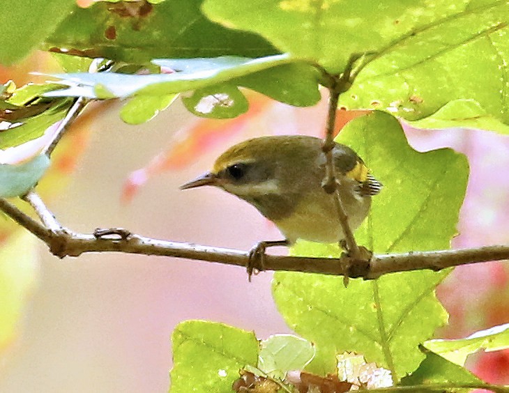 Golden-winged Warbler - ML624004425