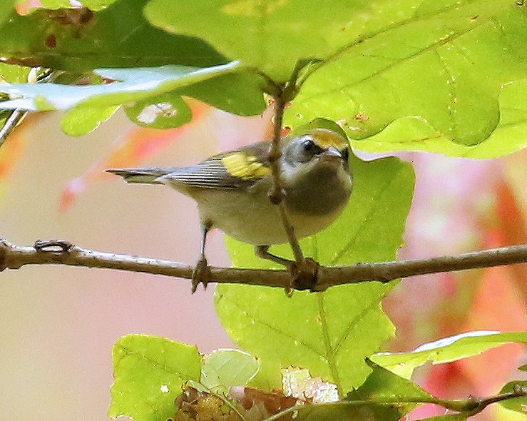 Golden-winged Warbler - ML624004437