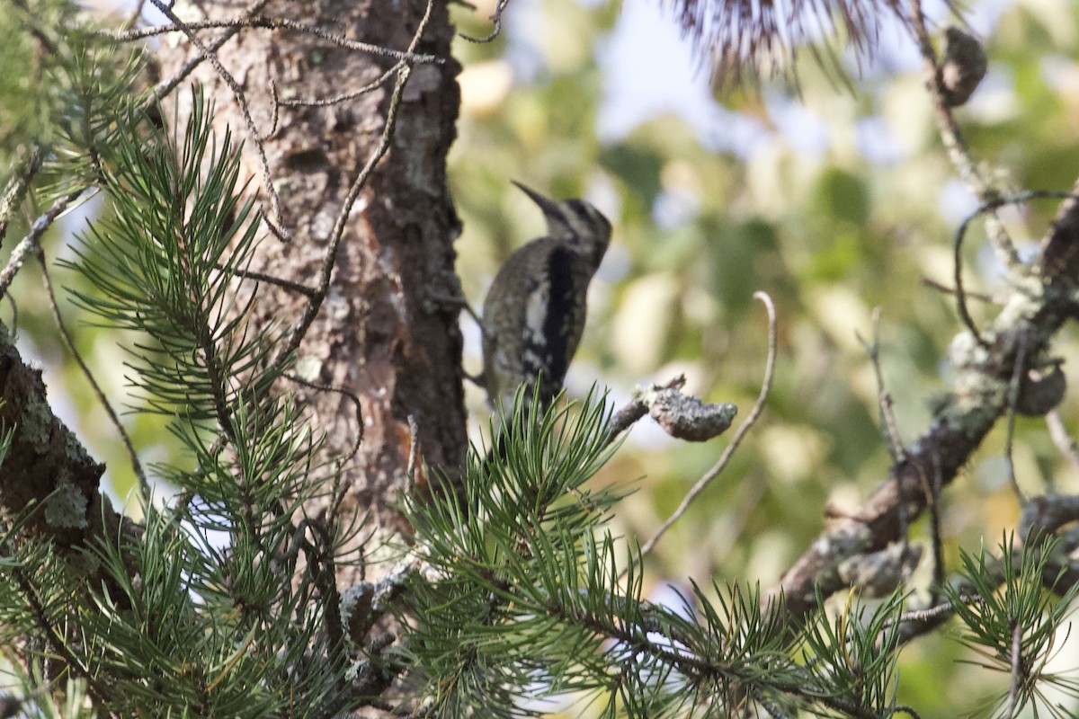 Yellow-bellied Sapsucker - ML624004477