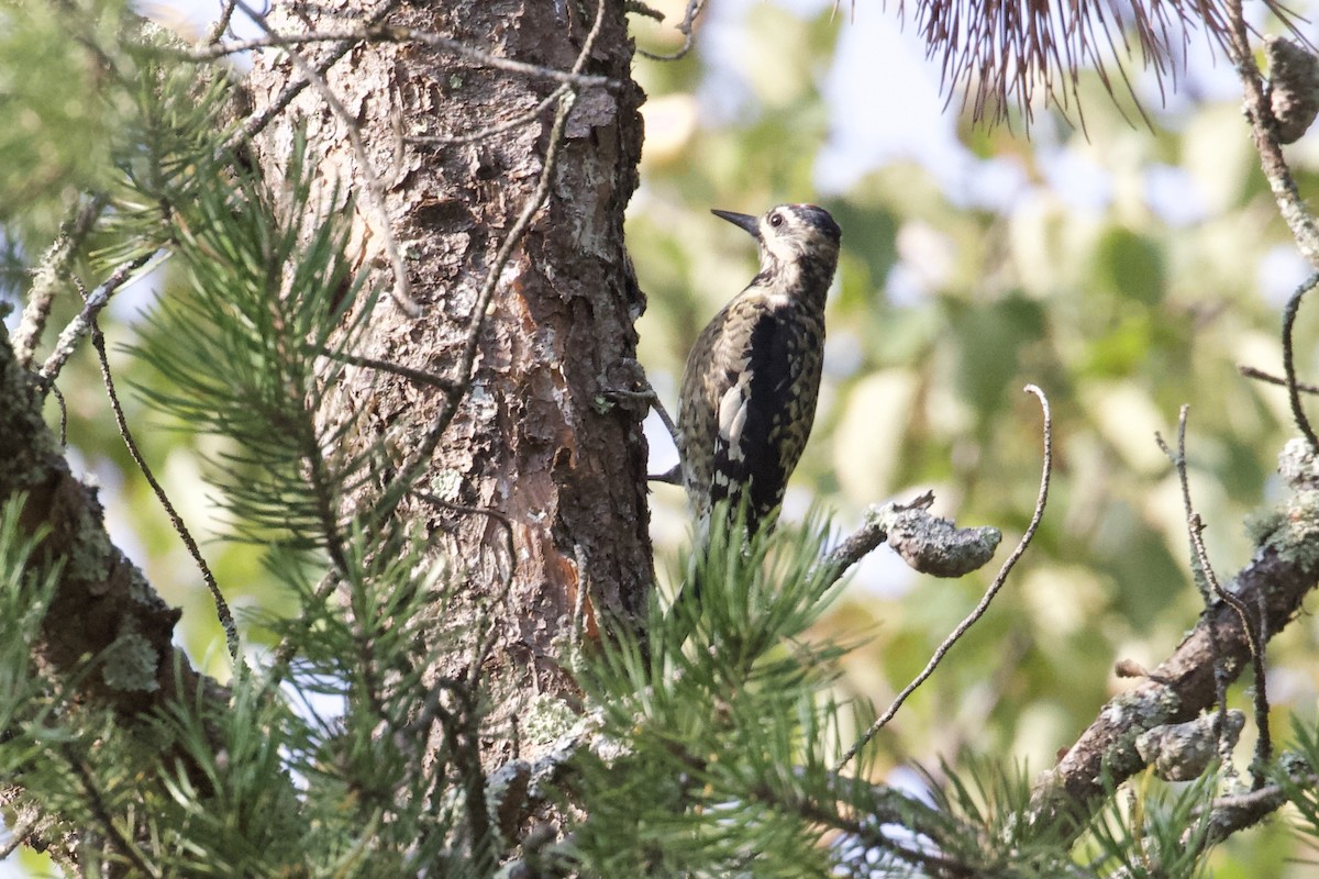 Yellow-bellied Sapsucker - ML624004478