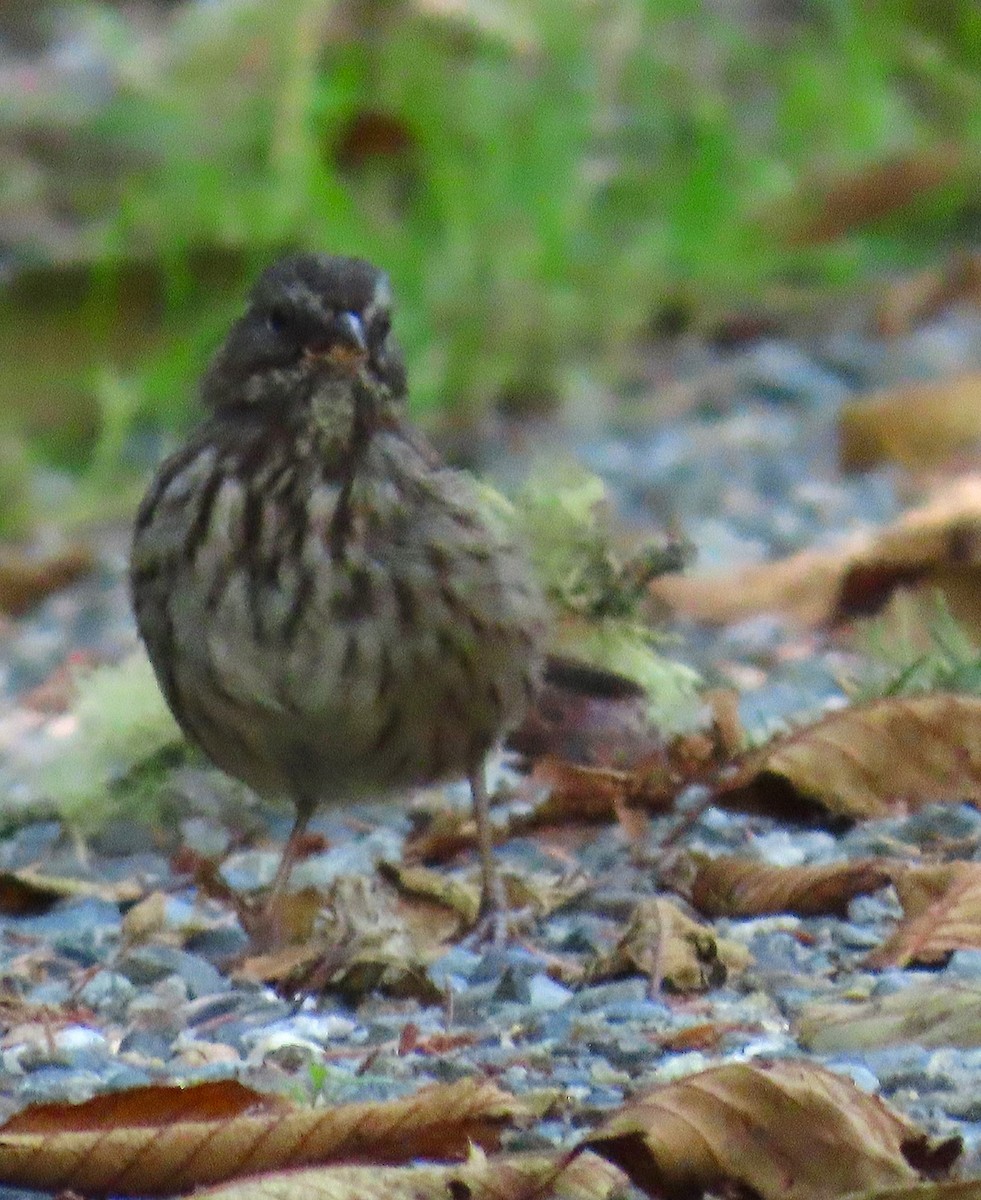 Song Sparrow - ML624004479