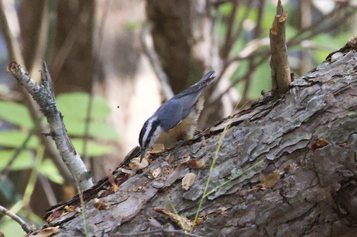 Red-breasted Nuthatch - ML624004487