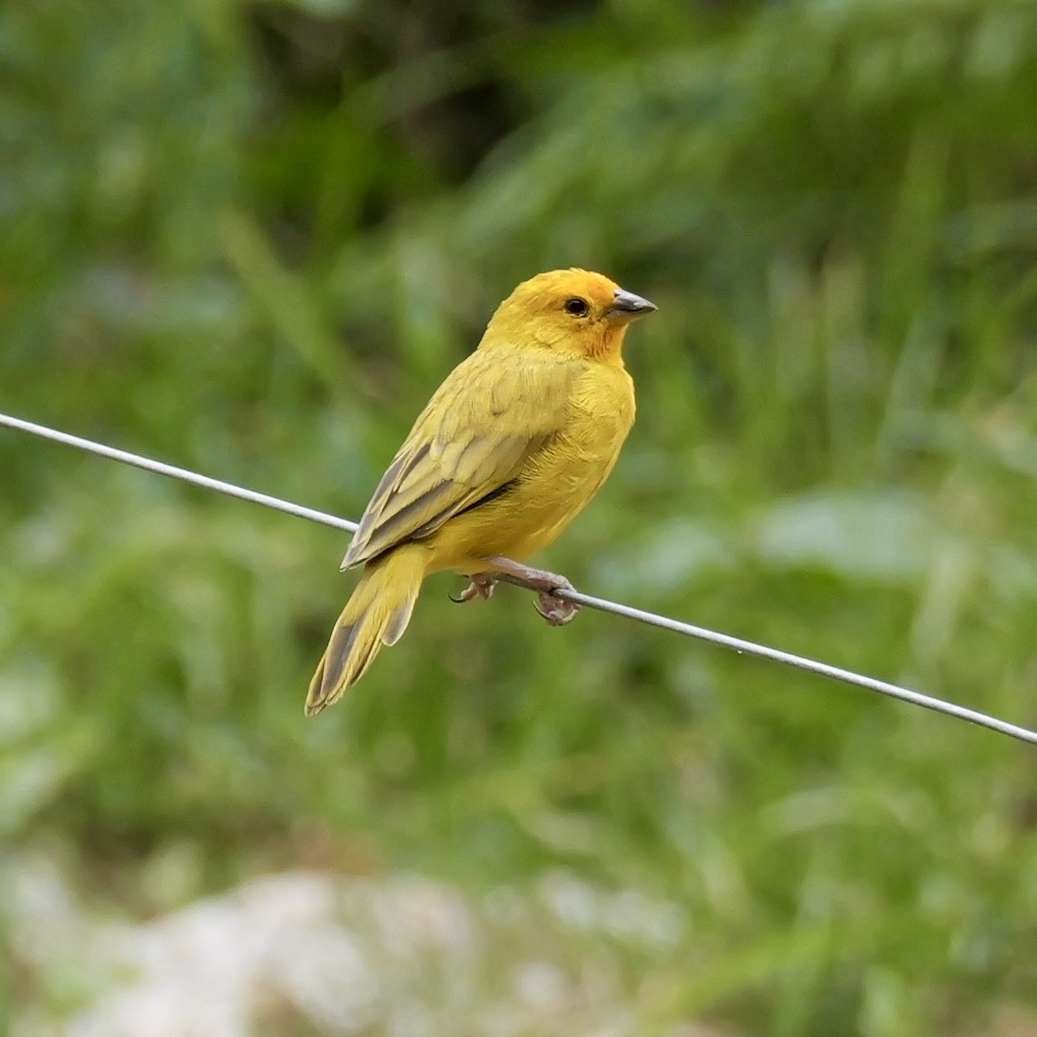 Saffron Finch - ML624004490