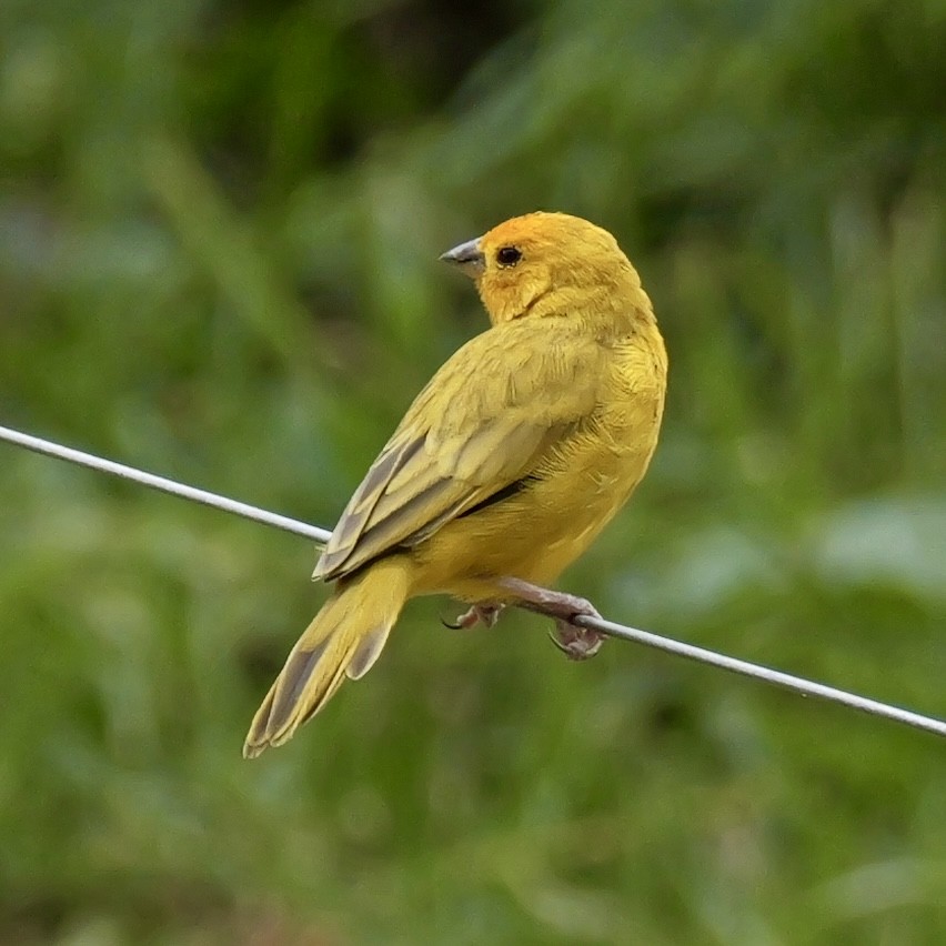 Saffron Finch - ML624004491