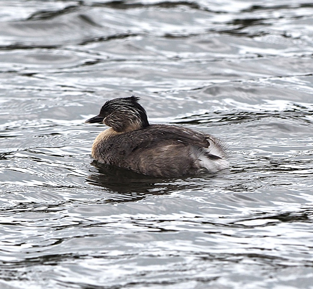 Hoary-headed Grebe - ML624004492