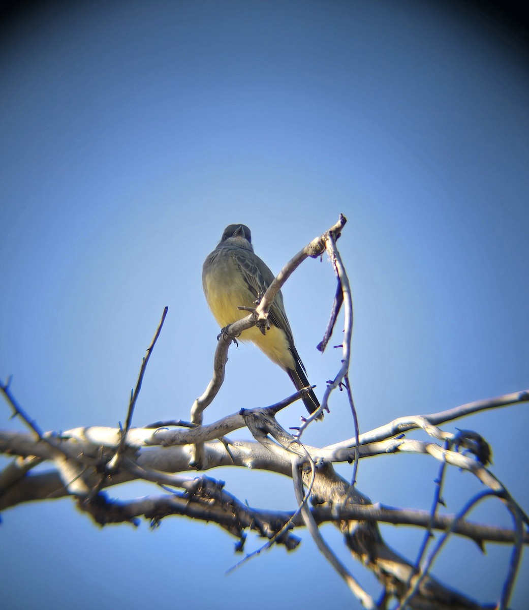 Cassin's Kingbird - ML624004509