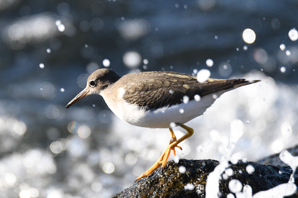 Spotted Sandpiper - ML624004514