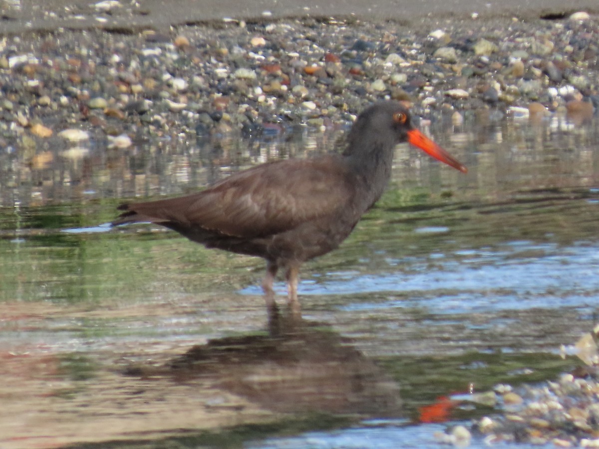 Black Oystercatcher - ML624004526