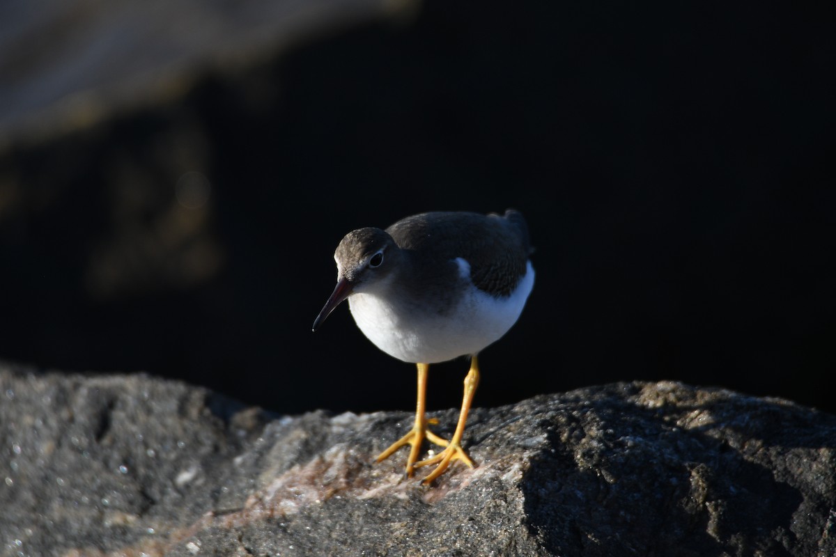 Spotted Sandpiper - ML624004528