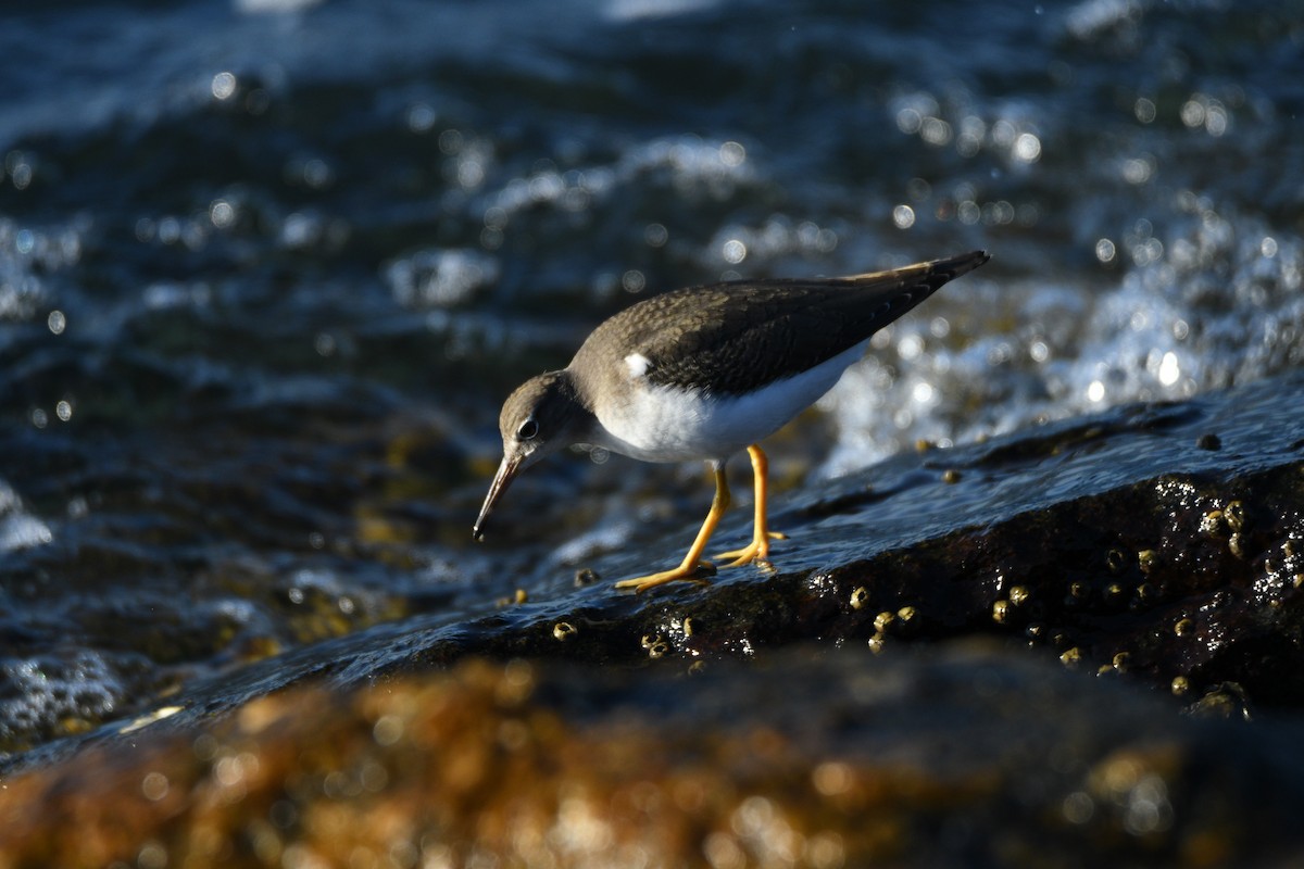 Spotted Sandpiper - ML624004532