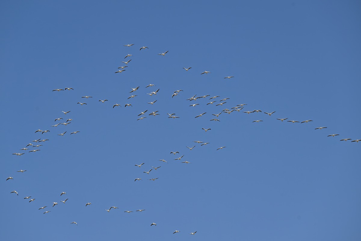 American White Pelican - ML624004542