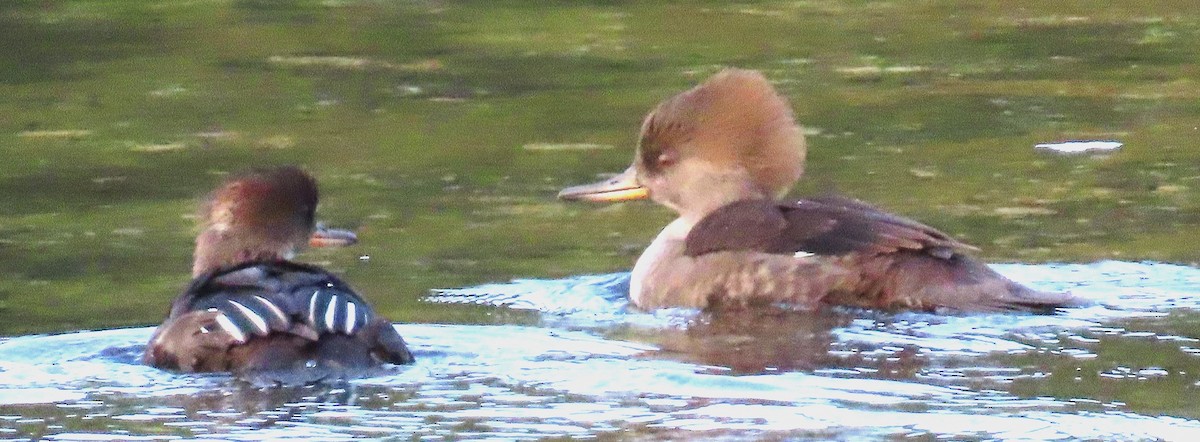 Hooded Merganser - ML624004546