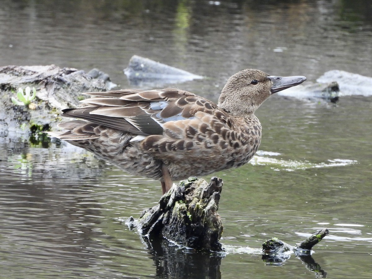 Cinnamon Teal - ML624004551