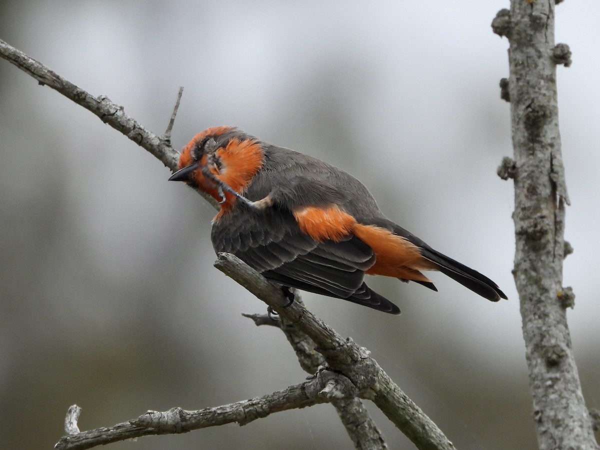 Vermilion Flycatcher - ML624004573