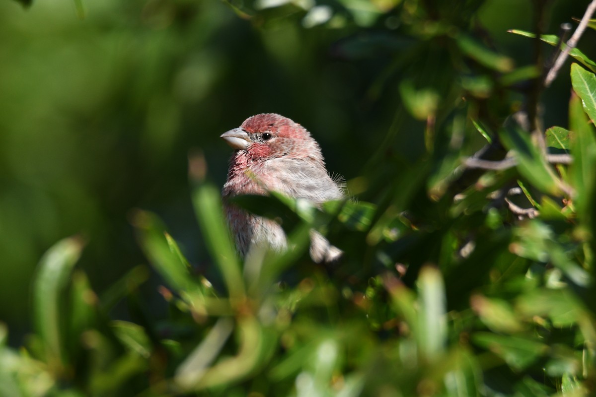 House Finch - ML624004581