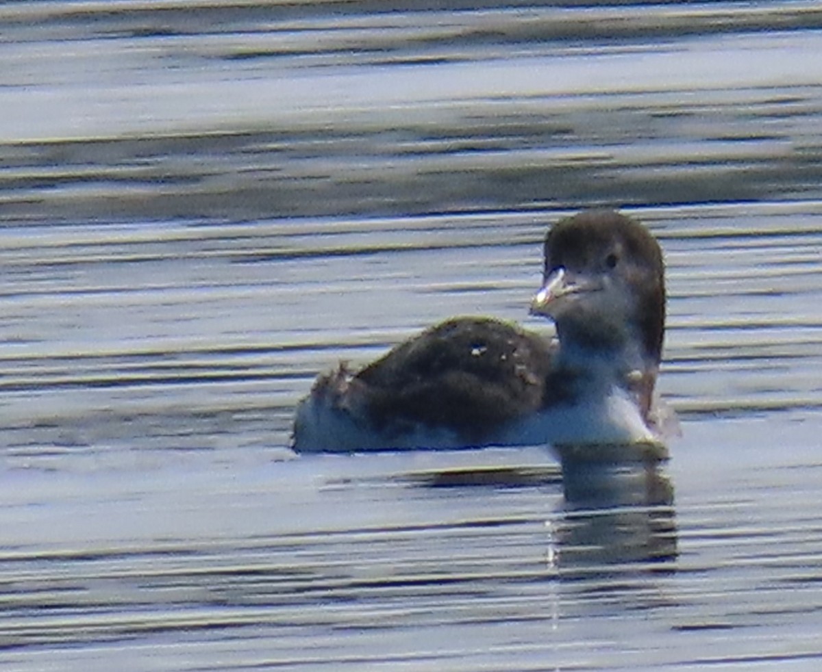 Common Loon - ML624004589