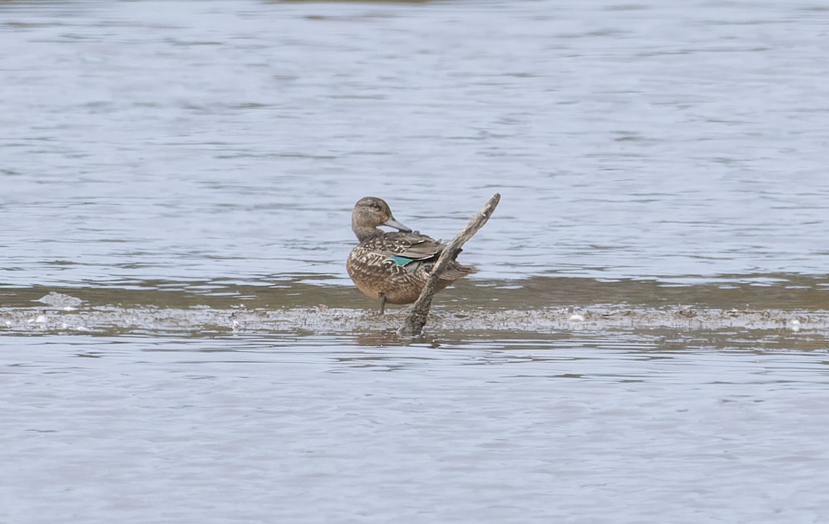 Green-winged Teal - ML624004595