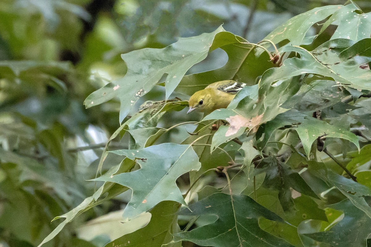 Bay-breasted Warbler - ML624004620