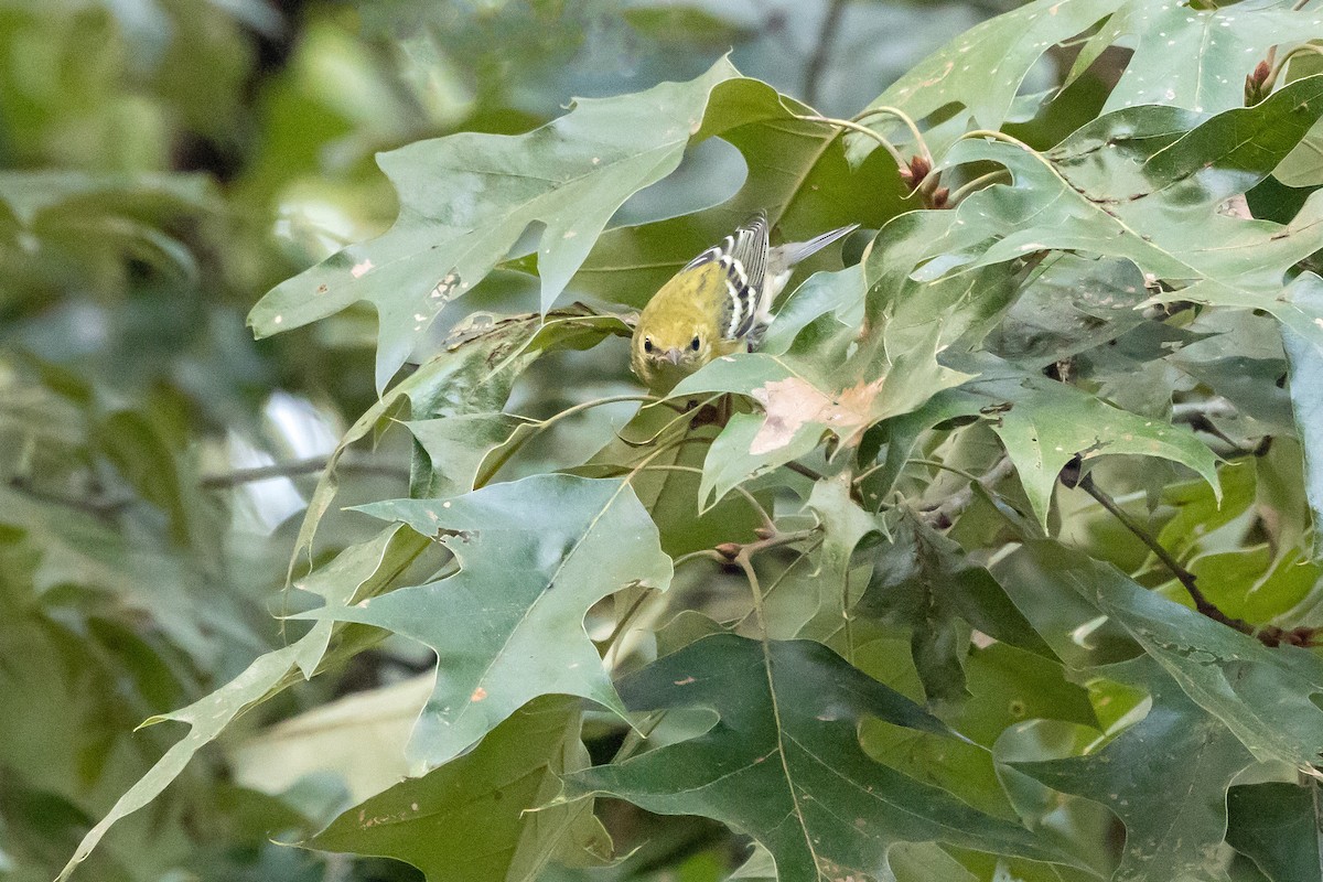 Bay-breasted Warbler - ML624004638