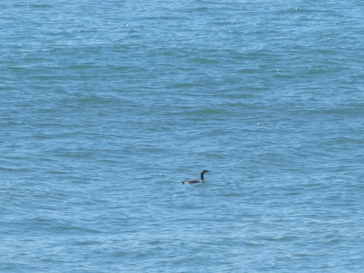 Red-throated Loon - ML624004642