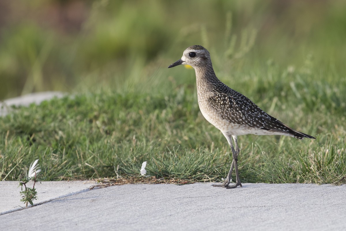 American Golden-Plover - ML624004659