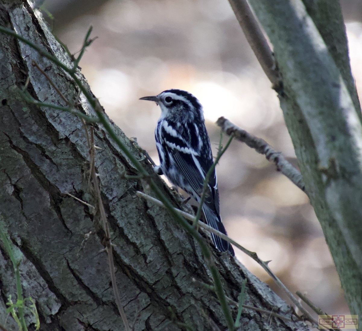 Black-and-white Warbler - ML624004662