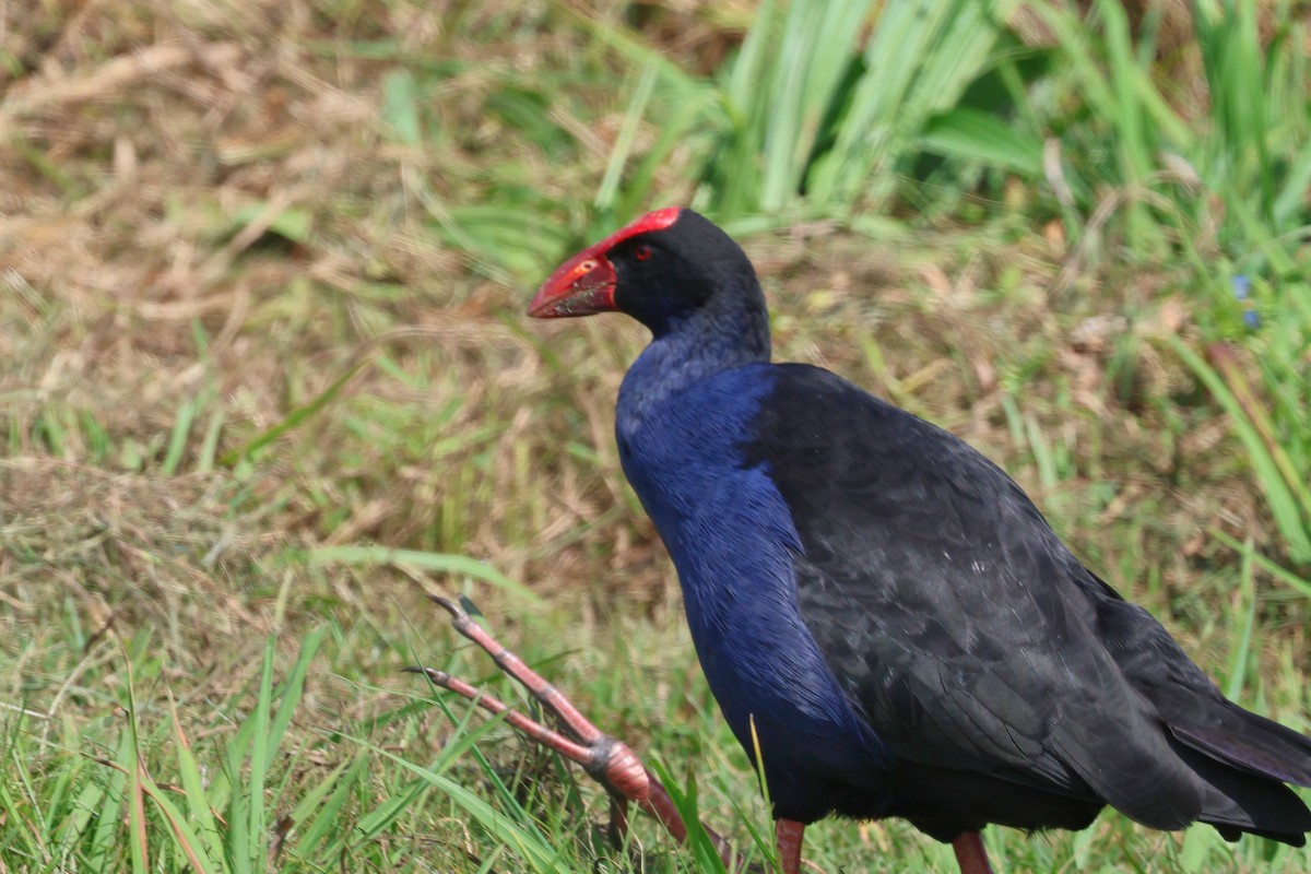 Australasian Swamphen - ML624004678