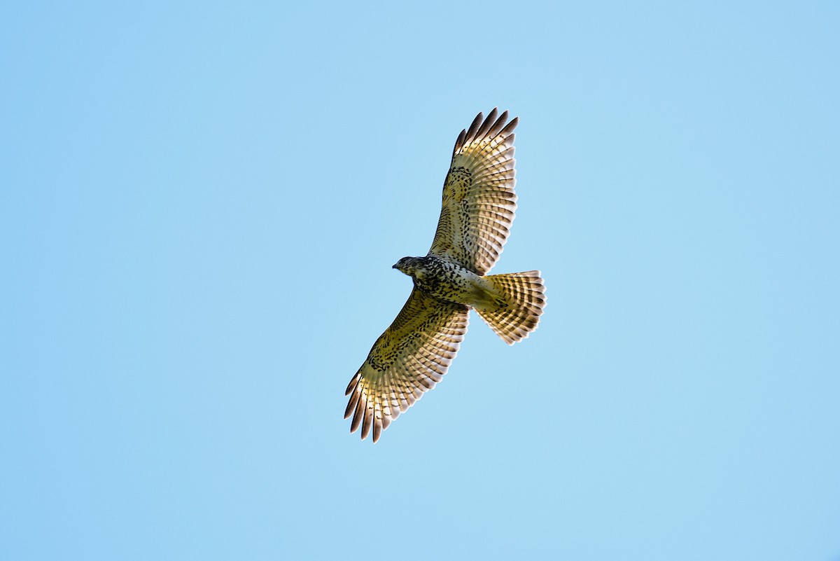 Red-shouldered Hawk - Marc Bachman