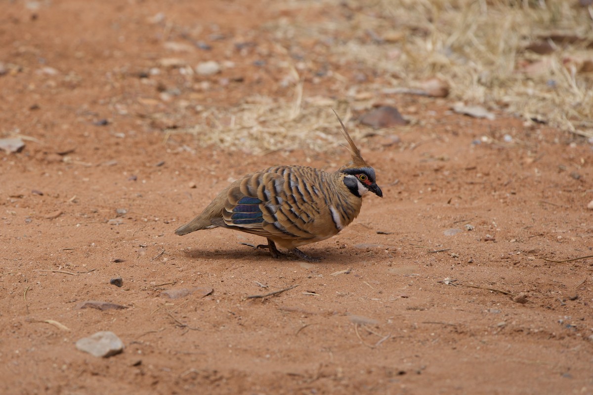 Spinifex Pigeon - ML624004686