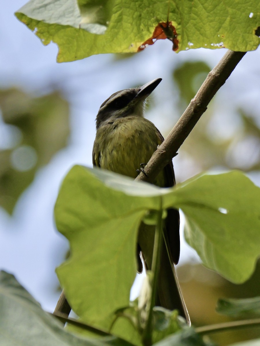 Golden-bellied Flycatcher - ML624004688